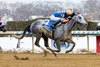 Scalable wins the 2026 Ladies Stakes at Aqueduct Racetrack