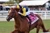 Sister Troienne wins the Sweetest Chant Stakes on Saturday, January 31, 2026 at Gulfstream Park