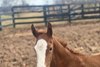 '26 Miss Tattle Tale (Tale of the Cat) colt by Bright Future born Feb. 17 at at Claiborne Farm