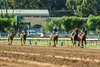 Forced Entry and jockey Juan Hernandez, second from right, win the Grade III, $100,000 Santa Ysabel Stakes, Sunday, March 8, 2026 at Santa Anita Park, Arcadia CA>
g BENOIT PHOTO