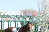 Renegade, Paddock Schooling, Oaklawn Park, March 26 2026
