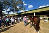 The Thoroughbred Owners and Breeders Association (TOBA) hosted a sold-out
Pedigree and Conformation Clinic March 9–10 in Ocala, Florida, in partnership with the Florida
Thoroughbred Breeders’ and Owners’ Association (FTBOA)