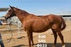 Ginger Brew at Last Chance Direct Ship Horses in Texas
