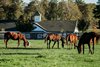 Scene at Mareworthy Charities