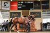 Lot 288, 2026 Inglis Easter Yearling Sale
