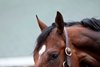 Silent Tactic - Bath - Churchill Downs - 042826