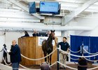 Texas Thoroughbred Association, Texas 2-Year-Olds in Training Sale, Hip 59