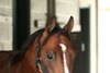 Potente - Arrival - Churchill Downs - 04-23-26
