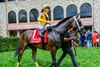 Eclatant with Irad Ortiz, Jr. wins the Madison (G1) at Keeneland in Lexington, Ky. on April 4, 2026