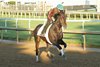Incredibolt - Gallop - Churchill Downs - 043026