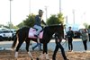 Counting Stars - Gallop - Churchill Downs - 043026