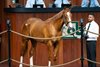 2026 OBS Spring Two-Year-Olds in Training Sale, Hip 576