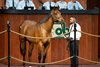 2026 OBS Spring Two-Year-Olds in Training Sale, Hip 570