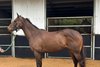 2026 Inglis Digital AUS April (Early) Online Sale, Lot 182
Flying Fizz
