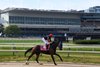 Glint warming up in front of the Aqueduct grandstand, 5-25-26