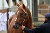 Hip 54, 2026 Fasig-Tipton Midlantic Two-Year-Olds in Training Sale, Timonium Maryland.