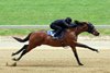 Hip 452, 2026 Fasig-Tipton Midlantic Two-Year-Olds in Training Sale, Timonium Maryland
