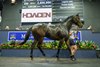 Legarto (NZ), Lot 408, 2026 Gold Coast National Broodmare Sale
