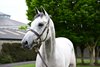 Tattersalls Breeze Up Sale 22-May-2026
Lot 203 Starman x Asrafairy from Tally Ho Stud sold to Blanford Bloodstock for €360,000.
Healy Racing