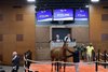 Hip 79 2026 Fasig-Tipton Midlantic Two-Year-Olds in Training Sale, Timonium Maryland.