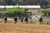 Forged Steel and jockey Flavien Prat, right, win the Grade II $100,000 Hollywood Gold Cup Monday, May 25, 2025 at Santa Anita Park, Arcadia, CA. The Kentucky-bred colt is owned by C2 Racing Stable and Mathis Stables and trained by Saffie A. Joseph, Jr.
Benoit Photo