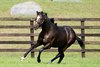 Hot Rod Charlie at Shadai Stallion Station