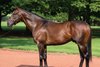 Olympiad at Gainesway