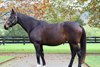 2026 Inglis June (Early) Online Sale, Lot 278
La Mexicana