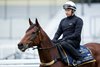 Joliestar (Chris Harwood) prepares to exercise
Ascot 12.6.26 Pic: Edward Whitaker