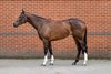 River In Paradise (GB), 2026 Tattersalls Online June Pop Up Sale