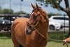 Hip 375, 2026 OBS June Sale