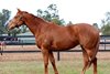 Double Market, 2026 Inglis Digital June Online Sale