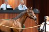 Hip 168, 2026 OBS June Sale