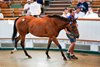 Lot 228  Renaissance Lady (GB) 2023 B.F. BY Pinatubo (IRE) EX Reem Three (GB)HOTGodolphinAce Stud500,000 Tattersalls July Sale 07/07/2026