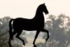 Breeders' Cup ecorche statue at Keeneland.
Training at Keeneland as Kentucky Derby and Belmont Stakes winner Golden Tempo worked before shipping to Saratoga to continue training in Lexington,, Ky., on July 17, 2026.