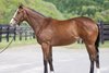 2026 HBA Selection Sale at Shizunai, Hip 58
Equinox - Secondary Market