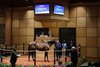 Hip 36, 2026 Fasig-Tipton July Sale of Selected Yearlings and HORA Sale