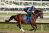 Skippylongstocking gallops on the track at Monmouth Park Racetrack in Oceanport, NJ on Wednesday morning (7/15) with exercise rider Josue Garcia. Skippylongstocking will compete in Saturday's Monmouth Cup on the Haskell undercard. Photo by Bill Denver/EQUI-PHOTO.