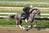 Preakness Stakes Champion Napoleon Solo gallops on the track at Monmouth Park Racetrack in Oceanport, NJ. Tuesday morning July 14th under exercise rider Emily Ellingwood. Napoleon Solo will headline Saturday's $1,000,000 Grade 1 NYRA Bets Haskell Stakes. Photo By Bill Denver/EQUI-PHOTO