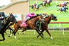 Eight-year-old Gold Phoenix and jockey Hector I. Berrios, right, sneak past Cabo Spirit (Mike Smith), left, and Formidable Man (John Velazquez), middle, to win the Grade II $250,000 Eddie Read Stakes Sunday, July 26, 2026 at Del Mar Thoroughbred Club, Del Mar, CA.
Benoit Photo