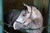 Preakness Stakes Champion Napoleon Solo settles into his stall at Monmouth Park on Sunday July 12th as he prepares for the $1,000,000 Grade 1 Haskell Stakes at Monmouth Park on Saturday July 18, 2026. Photo By Ryan Denver/EQUI-PHOTO.