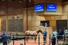 Hip 135 in the ring at Fasig-Tipton