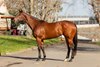 Arctic Glamour, 2026 Inglis Digital July Sale