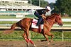 Haskell Stakes contender The Puma gallops for the first time on the track at Monmouth Park Racetrack in Oceanport, NJ under rider Carlos Olivero on Wednesday morning. Photo by Bill Denver/EQUI-PHOTO.