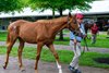 Hip 52 , a filly by Two Phil's out of Fingerprint, walking at the Taylor Made Sales Agency consignment.
Look Ahead feature photos for the Fasig-Tipton Kentucky Yearling and HORA July sale at Fasig-Tipton near Lexington, Ky., on July 11, 2026.