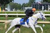 White Abarrio (Irad Ortiz Jr. up) works outside of stablemate Midtown Lights covering a quarter-mile in 46.68 Sunday, July 26, 2026 at Saratoga Race Course