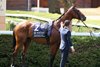 Goliath (GER) - Ascot Racecourse - 072526