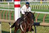 2026 KY Derby and Belmont Stakes winner Golden Tempo has his final speed work before next Saturday’s Travers Stakes at the Saratoga Race Course Saturday Aug.22, 2026 in Saratoga Springs, N.Y.