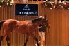 2026 Arqana August Yearling Sale, Lot 42