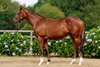 Lot 471, 2026 Arqana V2 Yearling Sale
Arcadia Elevage, 07/08/2026, photo: Zuzanna Lupa
